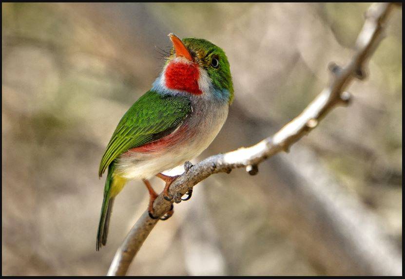 Bird sitting on branch